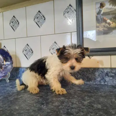YORKSHIRE TERRIER Male/Female Puppies TAKE HOME TODAY, View more