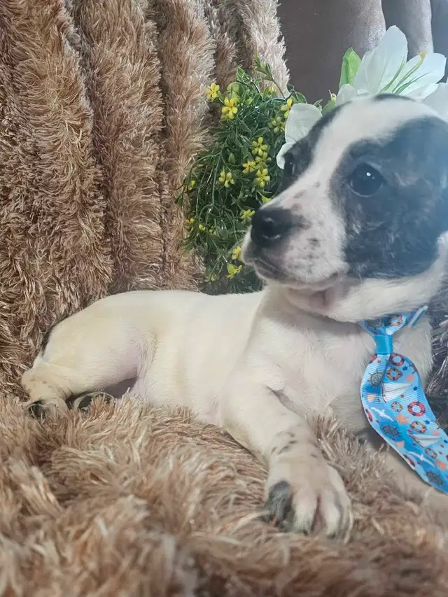 Magnifique chihuahua melanger** woww  quel beaute** in Dogs & Puppies for Rehoming in City of Montréal - Image 11