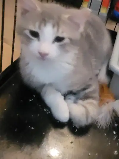 1 chaton  male de 10 de semaines tres mignon, View more