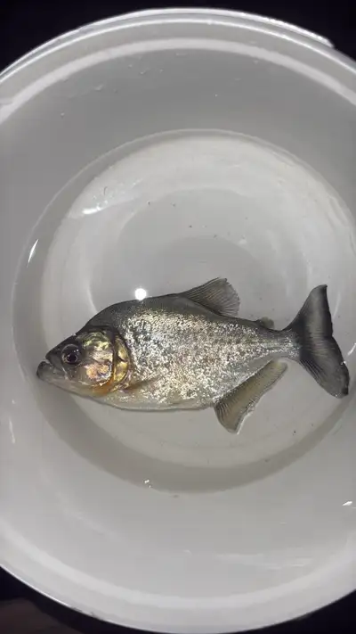 two black rhoms piranhas for sale, View more