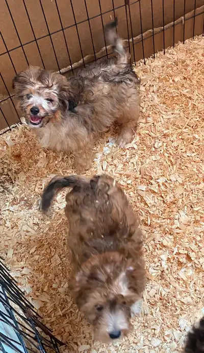 Gorgeous Miniature Aussiedoodles, View more