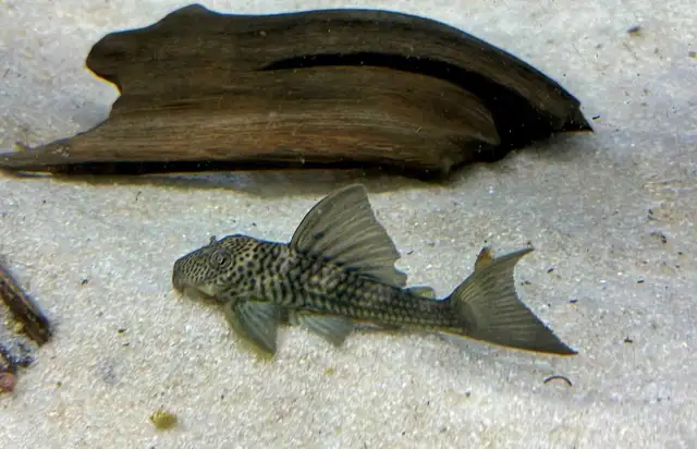 L141 ghost pleco 3.5"