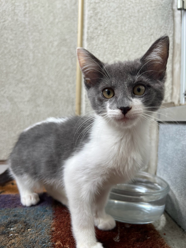 Grey&White Tabby Girl Cat  in Cats & Kittens for Rehoming in City of Toronto - Image 2
