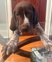 ONLY 2 LEFT Pure German Shorthair Pointe Puppies!