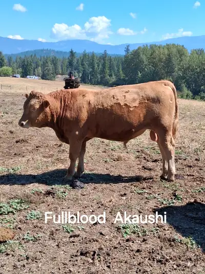 Akaushi  ( Red Wagyu)  Bulls, View more