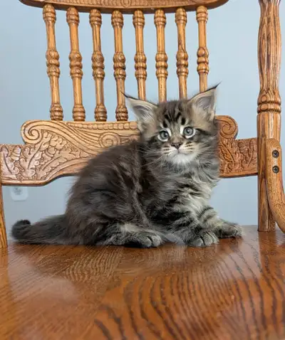 Classic maine coon kitten, View more
