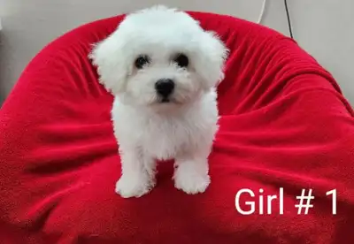 Adorable Purebreed Bichon Frise puppies girls available to rehome now. They are so friendly, smart,...