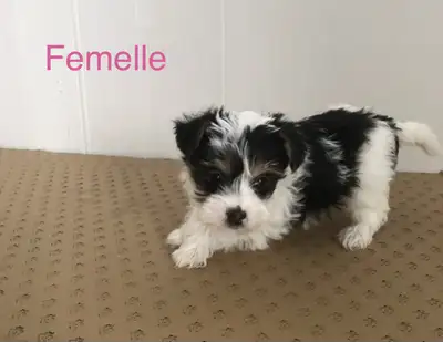 Yorkshire croisé, View more