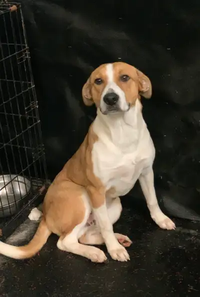 Friendly 1-Year-Old Border Collie Mix Looking for a Loving Home We’re looking to rehome our sweet 1-...