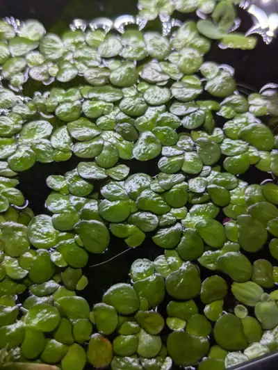 Giant duckweed, View more