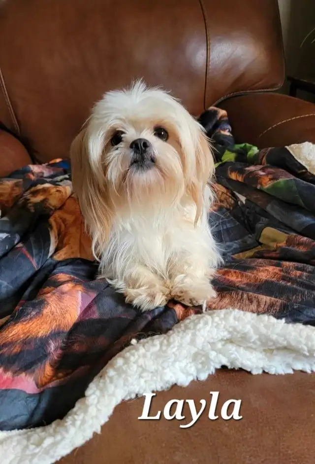 Top Quality Shih Tzu Puppies Available!--NEW PICTURES LAYLA PUPS in Dogs & Puppies for Rehoming in St. Catharines - Image 8