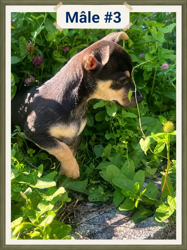 ♥️Chiots X Jack Russell x Chihuahua in Dogs & Puppies for Rehoming in Laurentides - Image 7