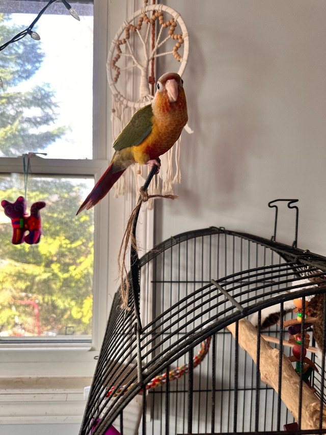 Bonded pair of conures and cage in Birds for Rehoming in Kawartha Lakes - Image 4