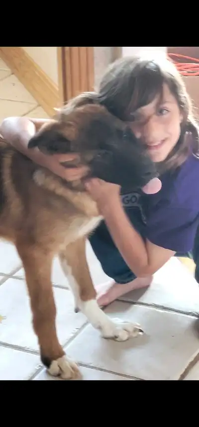 URGENT: 4 month old Shepherd/Akita Mix, View more