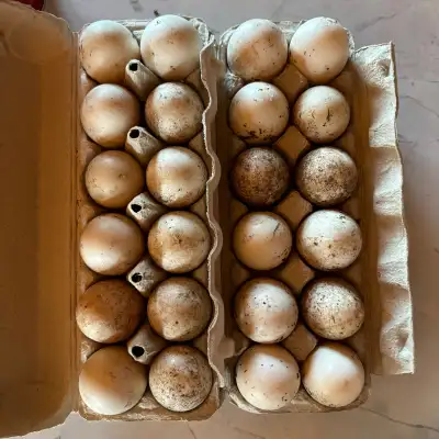 New to duck eggs? Try a 1/2 dozen ($5)! Many benefits over chicken eggs including: - Larger Size: Du...