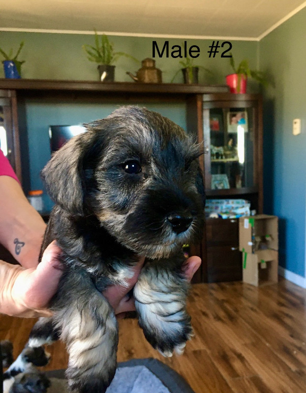 Pure Miniature Schnauzer Puppies in Dogs & Puppies for Rehoming in North Bay - Image 3