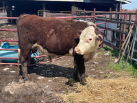 Bulls - Livestock