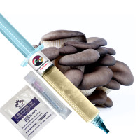 Grey Oyster Mushroom Liquid Culture Syringe - 10ml & 60ml