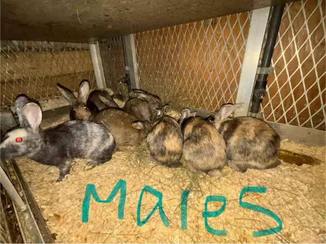 rabbits for sale | Small Animals for Rehoming | Regina | Free local ...