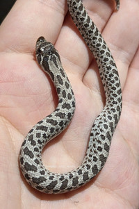 HOGNOSE - Arctic Axanthic (66% het Albino) - Female June '23