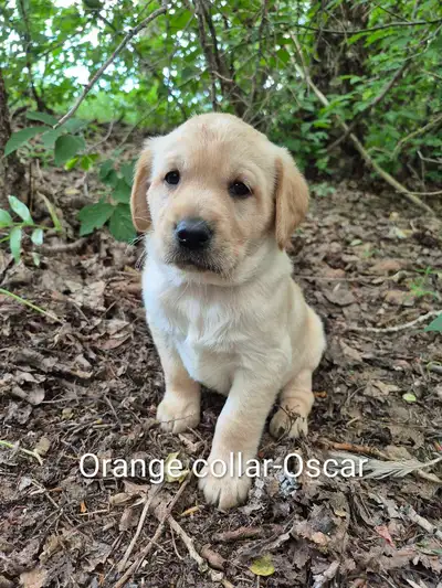 Goldador puppies, View more