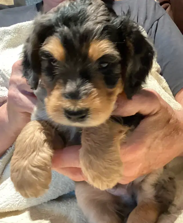 New Merle  medium doodles  born April 11 in Dogs & Puppies for Rehoming in Owen Sound - Image 5