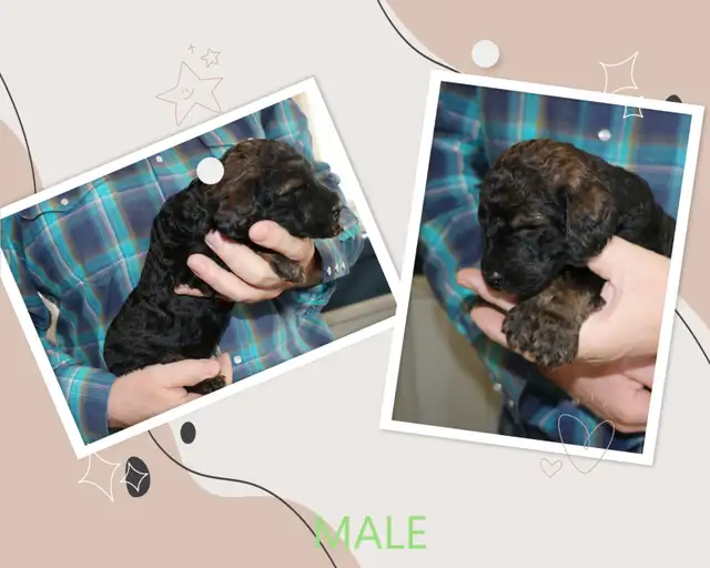 CKC Registered Standard Poodle Puppies in Dogs & Puppies for Rehoming in Winnipeg - Image 10
