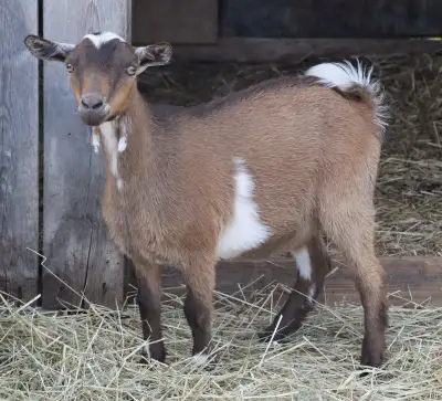 Jeune chèvre miniature mâle castré né le 1 mai 2025. Timide, mais curieux. Il commence à manger dans...