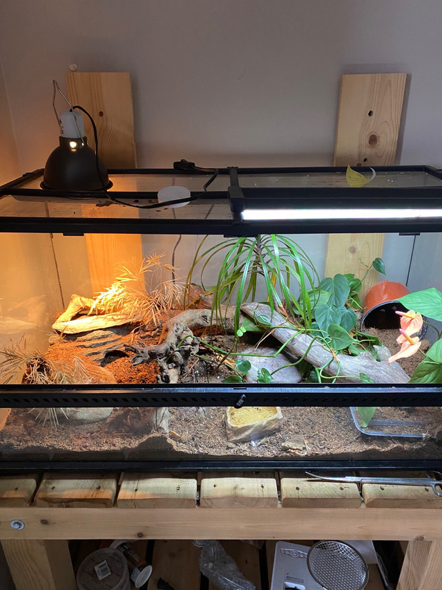 Leopard gecko with terrarium and stand  in Reptiles & Amphibians for Rehoming in Calgary