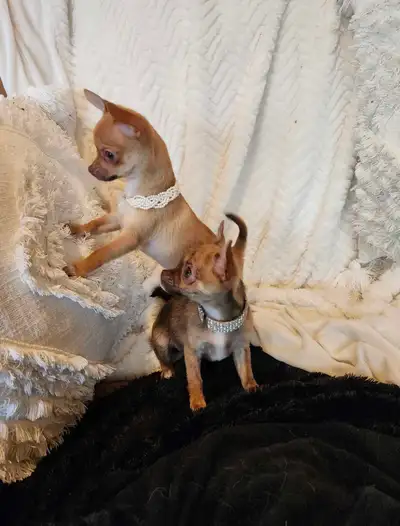 Très petit chihuahua environ 4 livres adulte, View more