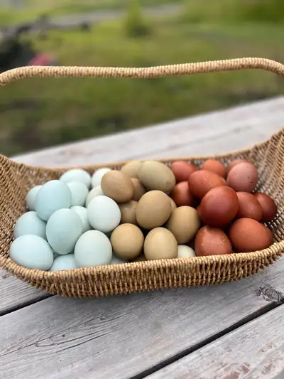 HATCHING EGGS & CHICKS, View more