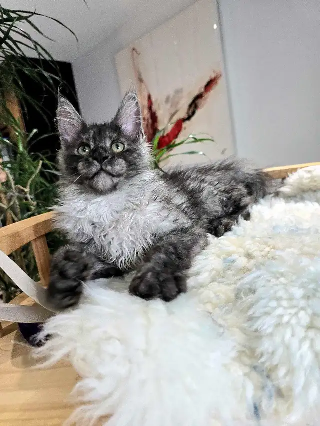 Purebred Maine Coons XL in Cats & Kittens for Rehoming in Oakville / Halton Region - Image 10