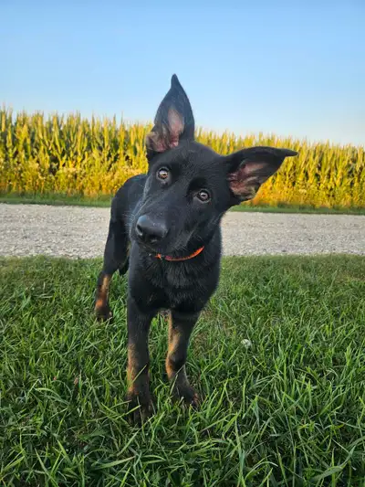 Sold pending pick up CKC-Reg German Shepherd, View more