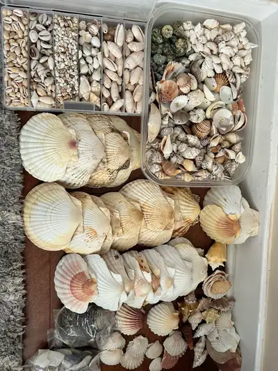 Lot de coquillages; Assortiment de coquillages, View more