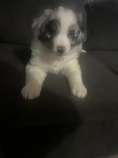 Australian Shepherd puppies, View more