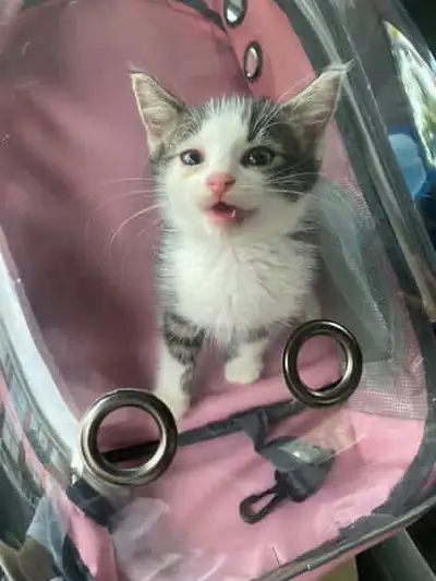 Male kitten cute and playful and also sweet with kids. Behaves really well, is clean and eats well....