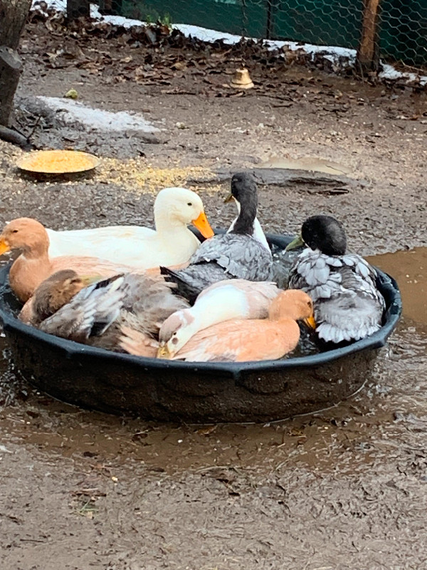 Ducks for Sale in Livestock in Trenton