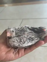 Cockatiel Baby Whiteface