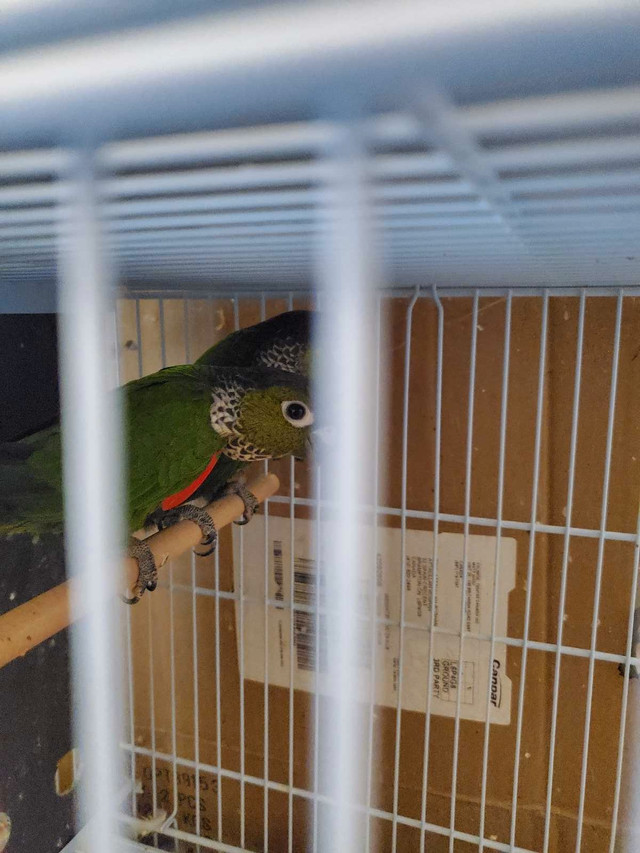 conure black cap mask in Birds for Rehoming in Mississauga / Peel Region - Image 2
