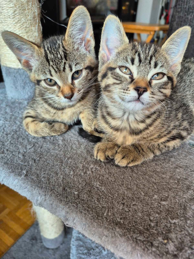 Affectionate Tabby Kittens, Never Bite or Scratch. in Cats & Kittens for Rehoming in City of Toronto - Image 3