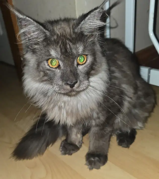 TICA Registered Maine Coon in Cats & Kittens for Rehoming in North Bay - Image 5