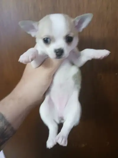 UNDER 5lb CHIHUAHUA PUPPIES, View more