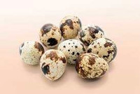 LOOKING FOR fertilized quail eggs 