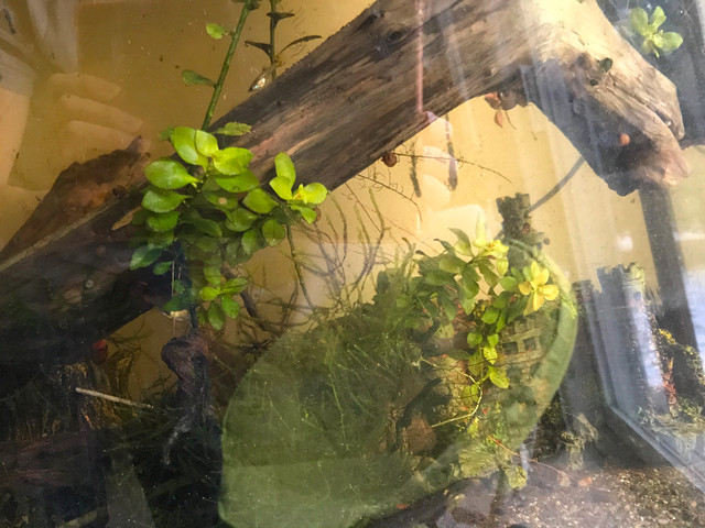 Aquatic plants in Fish for Rehoming in Ottawa - Image 3