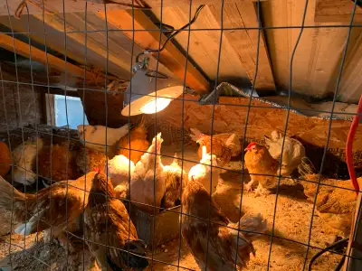 Very beautiful and rear breed of extortic chickens. $30 for a pair they are 4 months old Pick up clo...