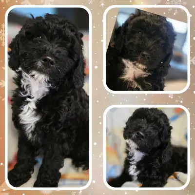 Poodle/Bichon/ShihTzu REDUCED PRICE, View more