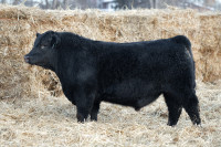 Purebred Black Angus Bulls