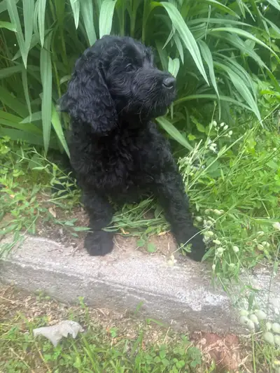 Magnifique Chiot GoldenDoodle F1, View more