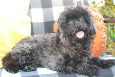 Adorable Shih-Poo Puppy Boy, View more