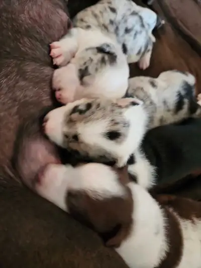 Voici d'adorables chiots, nés le 11 mai 2025, prêts à rejoindre leurs nouvelles familles à partir du...